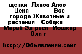 щенки  Лхаса Апсо › Цена ­ 20 000 - Все города Животные и растения » Собаки   . Марий Эл респ.,Йошкар-Ола г.